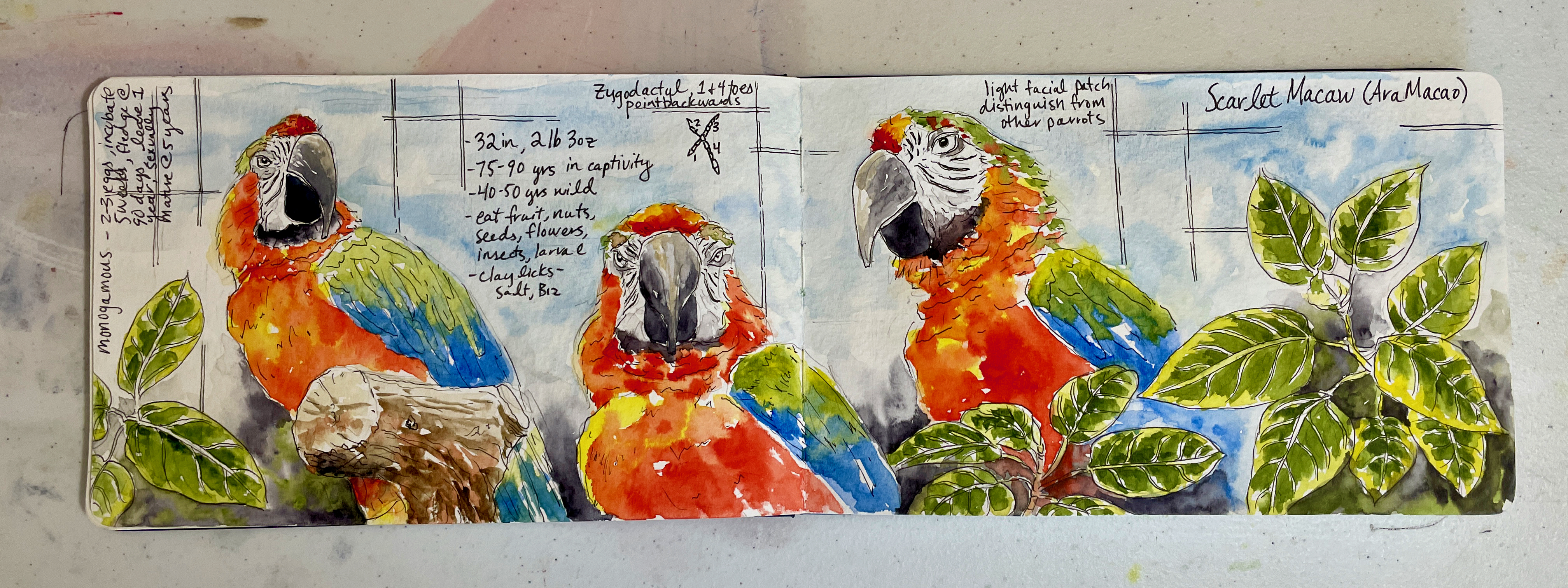 Daily sketchbook spread